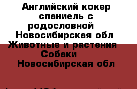 Английский кокер спаниель с родословной! - Новосибирская обл. Животные и растения » Собаки   . Новосибирская обл.